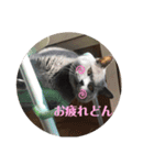 犬猫三昧⑨（個別スタンプ：2）