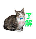 犬猫三昧⑨（個別スタンプ：3）