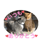 犬猫三昧⑨（個別スタンプ：4）
