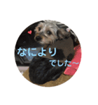犬猫三昧⑨（個別スタンプ：5）