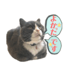 犬猫三昧⑨（個別スタンプ：6）