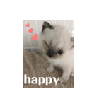 犬猫三昧⑨（個別スタンプ：7）