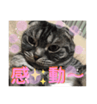 犬猫三昧⑨（個別スタンプ：8）