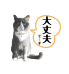 犬猫三昧⑨（個別スタンプ：9）