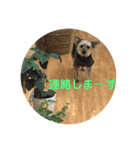 犬猫三昧⑨（個別スタンプ：11）