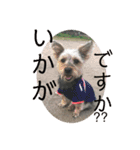犬猫三昧⑨（個別スタンプ：12）
