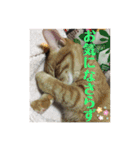 犬猫三昧⑨（個別スタンプ：13）
