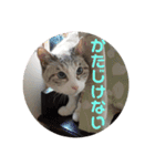 犬猫三昧⑨（個別スタンプ：15）