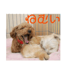 チワワのゆずたん(5)番外編（個別スタンプ：2）