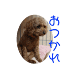 チワワのゆずたん(5)番外編（個別スタンプ：4）