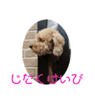 チワワのゆずたん(5)番外編（個別スタンプ：5）