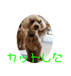 チワワのゆずたん(5)番外編（個別スタンプ：7）