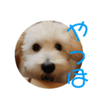 チワワのゆずたん(5)番外編（個別スタンプ：10）