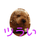 チワワのゆずたん(5)番外編（個別スタンプ：13）