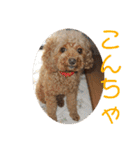 チワワのゆずたん(5)番外編（個別スタンプ：14）