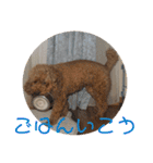 チワワのゆずたん(5)番外編（個別スタンプ：17）