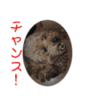 チワワのゆずたん(5)番外編（個別スタンプ：23）