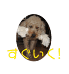 チワワのゆずたん(5)番外編（個別スタンプ：24）