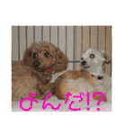 チワワのゆずたん(5)番外編（個別スタンプ：25）