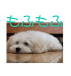 チワワのゆずたん(5)番外編（個別スタンプ：27）