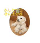 チワワのゆずたん(5)番外編（個別スタンプ：28）