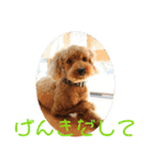 チワワのゆずたん(5)番外編（個別スタンプ：29）