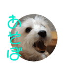 チワワのゆずたん(5)番外編（個別スタンプ：31）