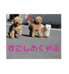 チワワのゆずたん(5)番外編（個別スタンプ：33）