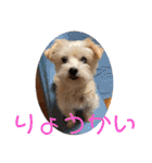 チワワのゆずたん(5)番外編（個別スタンプ：37）