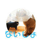 チワワのゆずたん(5)番外編（個別スタンプ：39）