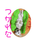 チワワのゆずたん(5)番外編（個別スタンプ：40）
