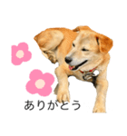 だいずくん（犬）とこりきくん（猫）（個別スタンプ：1）