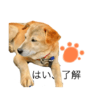 だいずくん（犬）とこりきくん（猫）（個別スタンプ：2）