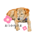 だいずくん（犬）とこりきくん（猫）（個別スタンプ：3）