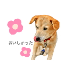 だいずくん（犬）とこりきくん（猫）（個別スタンプ：4）