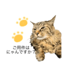 だいずくん（犬）とこりきくん（猫）（個別スタンプ：5）
