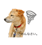 だいずくん（犬）とこりきくん（猫）（個別スタンプ：6）