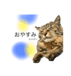 だいずくん（犬）とこりきくん（猫）（個別スタンプ：7）