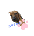 I♡土佐犬（個別スタンプ：1）