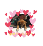 I♡土佐犬（個別スタンプ：2）