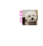 こももとローズ（個別スタンプ：2）