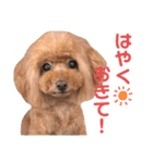 こももとローズ（個別スタンプ：3）