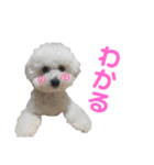 こももとローズ（個別スタンプ：16）