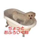 こももとローズ（個別スタンプ：24）