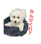 こももとローズ（個別スタンプ：26）