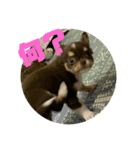 犬三昧ver3（個別スタンプ：5）