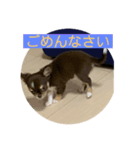 犬三昧ver3（個別スタンプ：6）