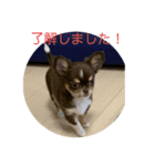 犬三昧ver3（個別スタンプ：7）