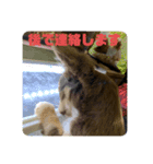 犬三昧ver3（個別スタンプ：8）