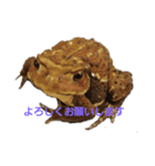 ガマちょのあいさつ1（個別スタンプ：1）